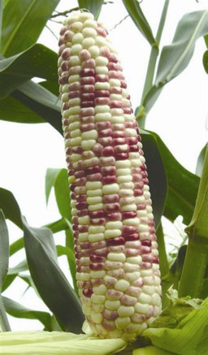 市面彩色蔬菜多为杂交培育 不同于转基因